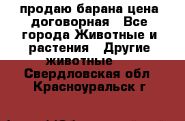 продаю барана цена договорная - Все города Животные и растения » Другие животные   . Свердловская обл.,Красноуральск г.